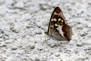 Grosser Schillerfalter