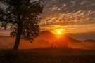 an einem Nebelmorgen in der Pfalz