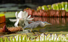 Mauritius: Mangrovenreiher