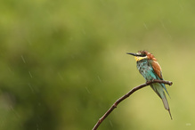 Bienenfresser im Regen.