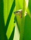 Babylaubfrosch