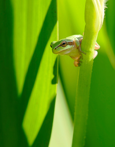 Babylaubfrosch