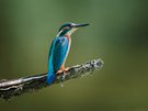 Eisvogel Portrait in schöner Pose