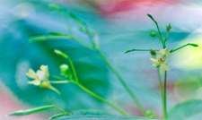 Kleinblütiges Springkraut