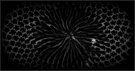 Sonnenblume