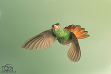 Kolibri-Fotografie mit nur einem Blitz – einfaches Setup für unterwegs