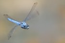 Orthetrum brunneum düst vorbei
