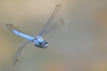 Orthetrum brunneum düst vorbei