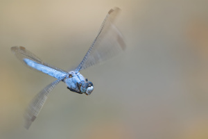 Orthetrum brunneum düst vorbei