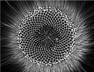Black Hole Sun
