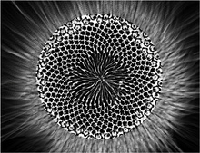 Black Hole Sun