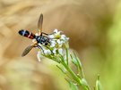 Schöne Fliege 2