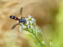Schöne Fliege 2