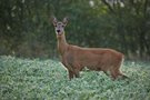 Reh (Capreolus capreolus)