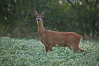 Reh (Capreolus capreolus)