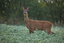 Reh (Capreolus capreolus)