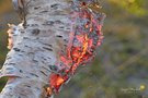 on fire