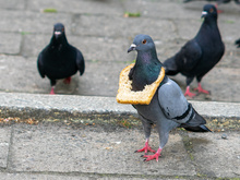 typische Stadttaube (Columba livia domestica)