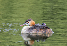 Haubentaucher mit Küken