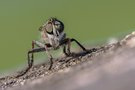 Gemeine Raubfliege  (Tolmerus atricapillus)