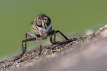 Gemeine Raubfliege  (Tolmerus atricapillus)