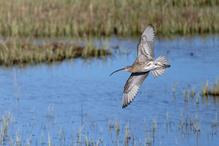 Großer Brachvogel