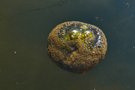 UFO unter Wasser