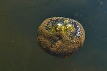 UFO unter Wasser
