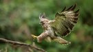 hoher Besuch im Waldansitz