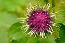 Blüte der Klette