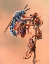 Dolchwespe (Colpa quinquecincta)