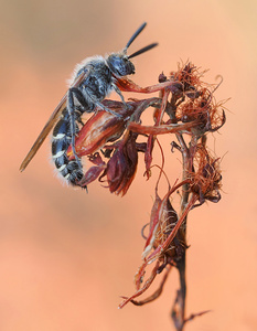 Dolchwespe (Colpa quinquecincta)