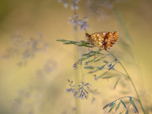 ... spätabends im Mittsommer