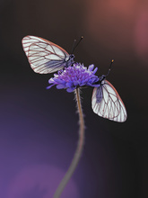 Baum-Weißlinge,Aporia crataegi