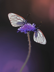 Baum-Weißlinge,Aporia crataegi
