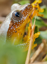 Afrixalus fornasini