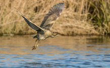 Rohrdommel im Morgenflug