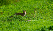 Jungfuchs