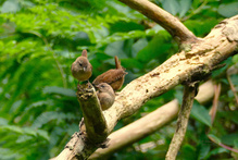 Familie Zaunkönig