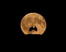 Vollmond….