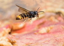 Hornisse im Flug
