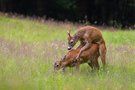 Brunft vorbei