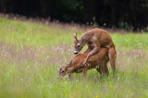 Brunft vorbei