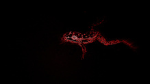 Aus der Sicht der Viper