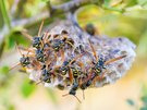 Feldwespen Nest