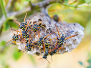 Feldwespen Nest