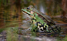 Der Grünfrosch....