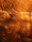 Spinne im Morgenlicht