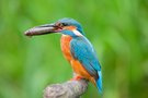 Eisvogel
