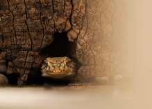 Blick aus dem Versteck